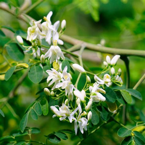 Moringa .